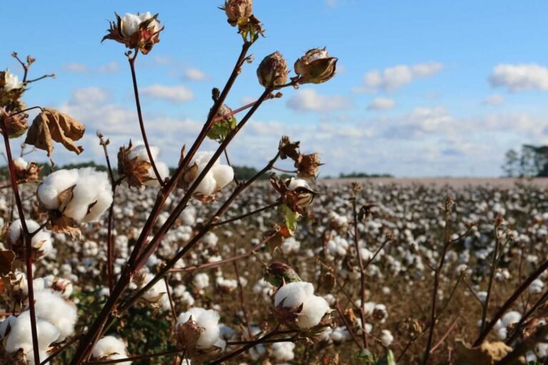 Cotton Holds onto Gains on Monday