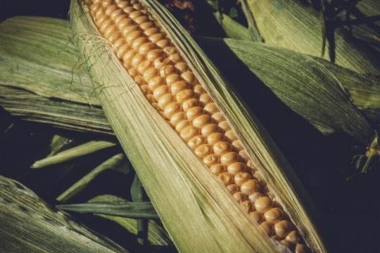 Corn Showing Fractional Gains Early Turnaround Tuesday