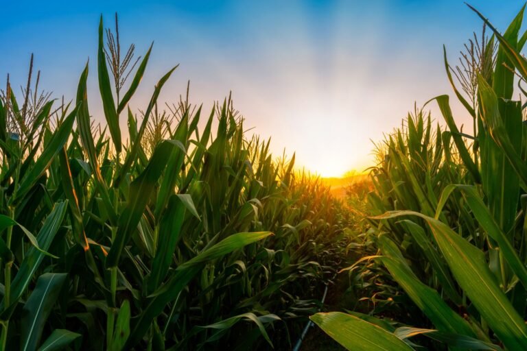 Corn Rallying Back on Turnaround Tuesday