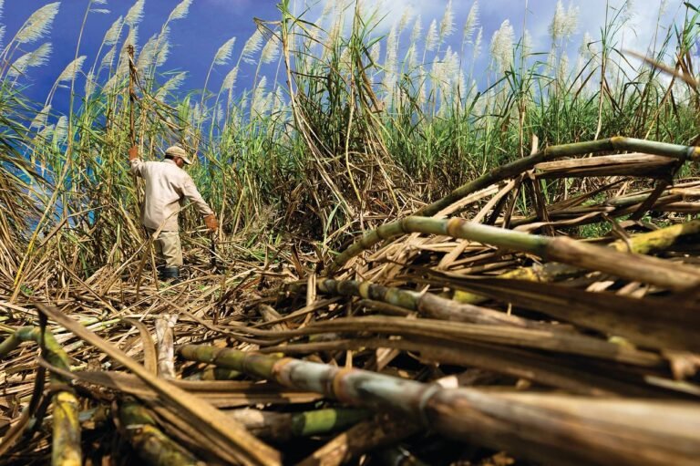 Stronger Monsoon Rains in India Weigh on Sugar Prices