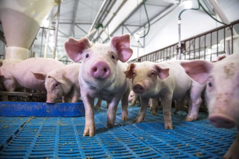 Hogs Trading with Midday Gains