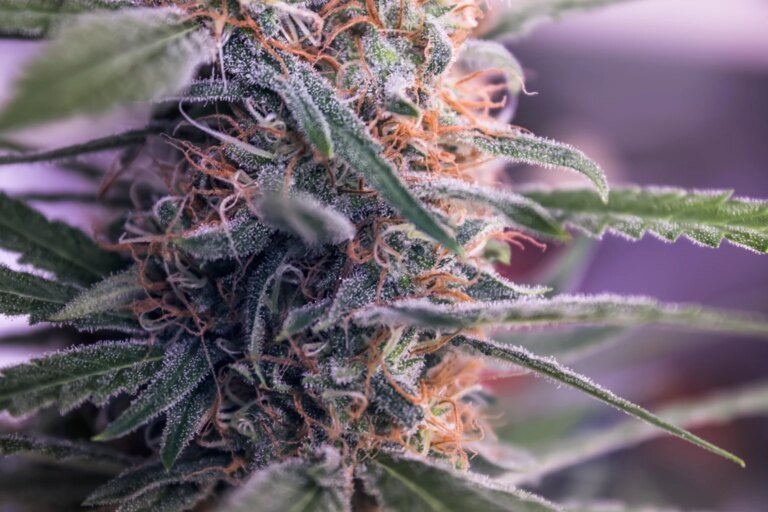 Sanity Group Acquisition Boosts Organigram's Quarterly Revenue