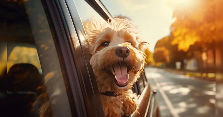 Buying pet insurance? Check sub-limits, exclusions before choosing a policy | Personal Finance