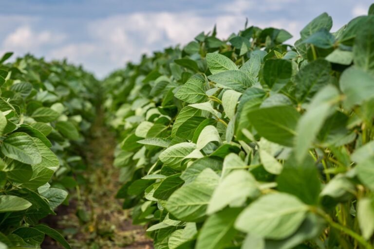 Soybeans Slipping on Friday, Ignoring Large Export Sale Announcements