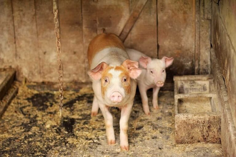 Hogs Falling Back on Tuesday