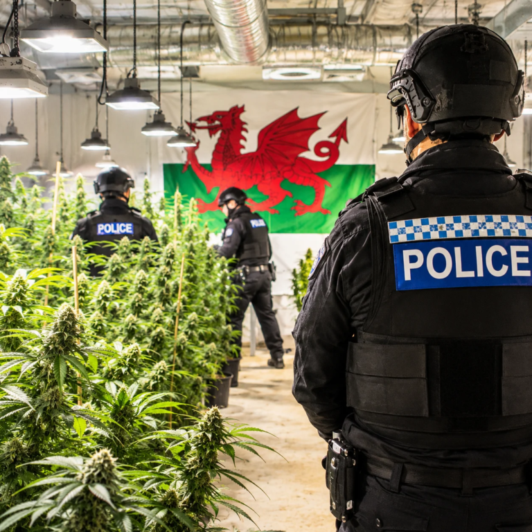 Police warn Welsh landlords over surge in cannabis farms