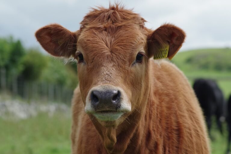 Cattle Rallying on Wednesday | Nasdaq