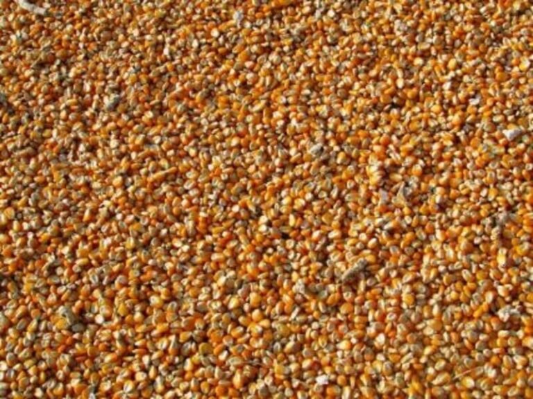 Corn Slipping Back to Start Thursday Following Wednesday’s Rally