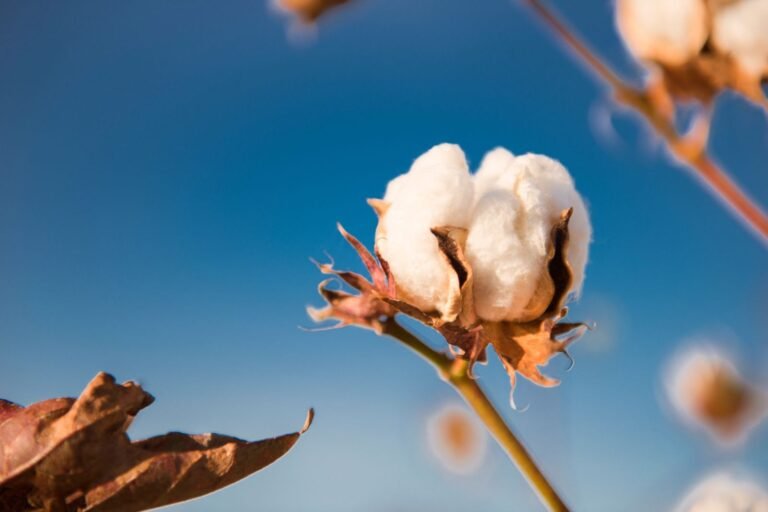 Cotton Rallying into the Weekend