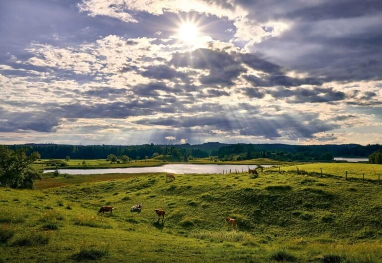 Cattle Bounce into Thursday’s Final Bell