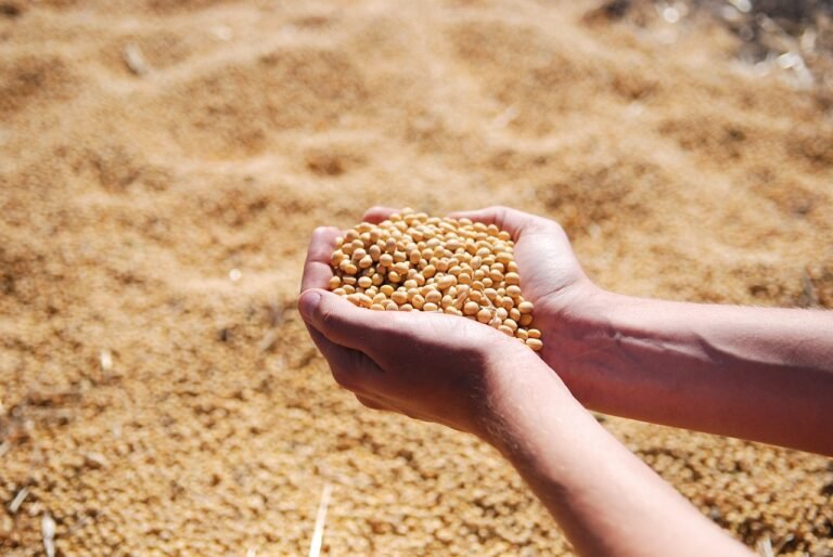 Soybeans Face Pressure on Tuesday with Wetter Forecast