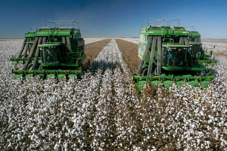 Cotton Rallies into the End of the Month