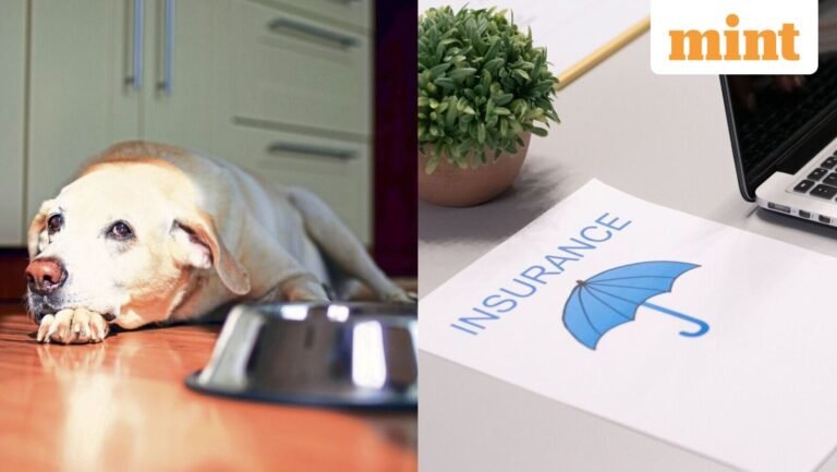 Looking to buy pet insurance? Here’s all you need to check before finalising a policy
