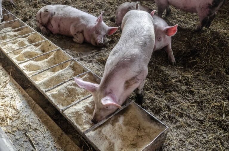 Hogs Holding Steady at Midday