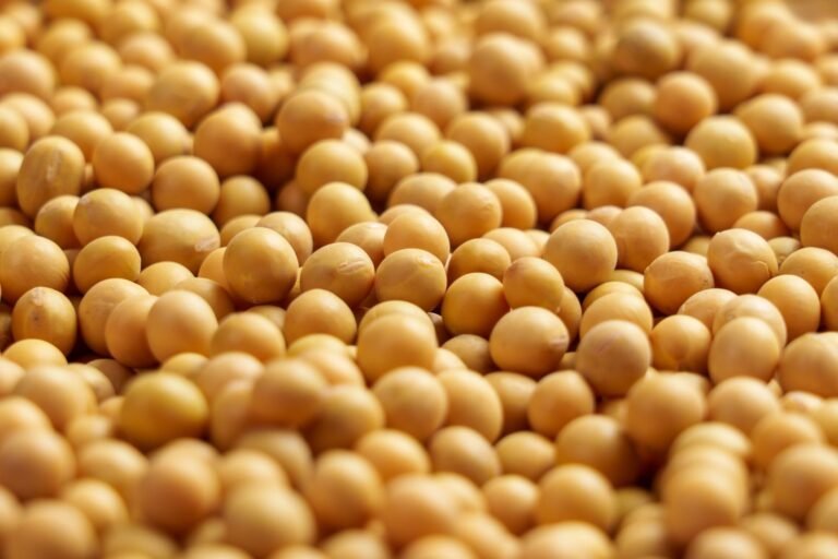 Soybeans Bounce Off Intraday Weakness, Still Close with Losses