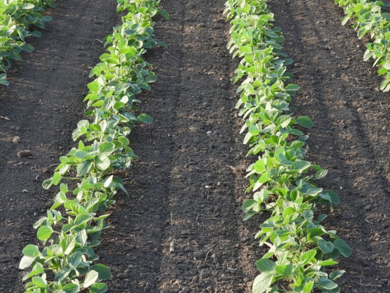 Soybeans Holding onto Gains at Midday