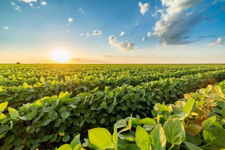 Soybeans Holding Higher on Friday