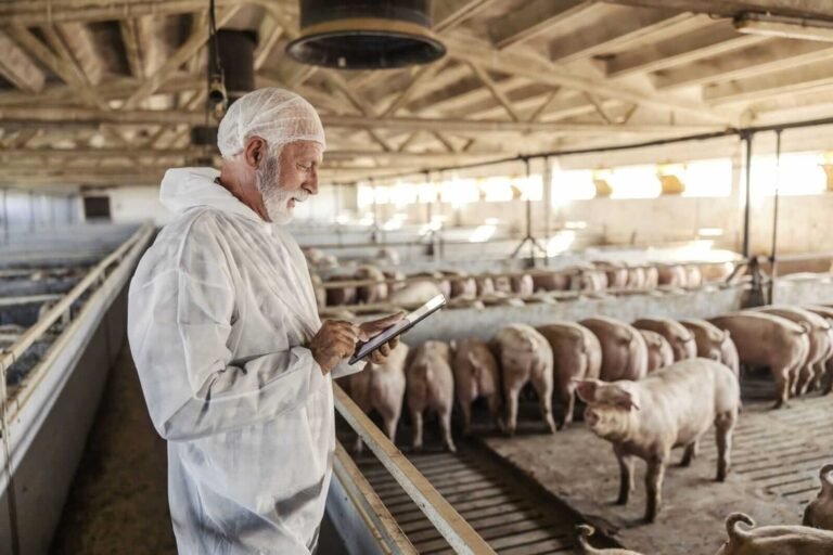 Hogs Falling Lower on Tuesday
