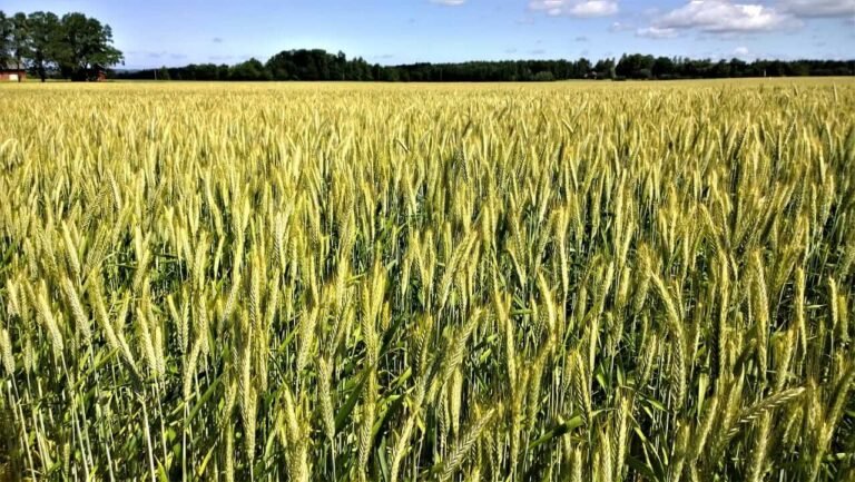 Wheat Extend Rally to 3-Year Highs into the Weekend
