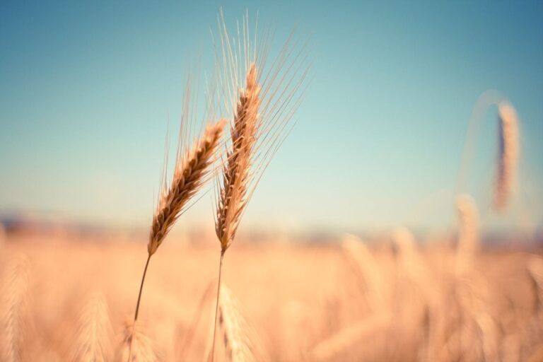 Wheat Posting a Wednesday Morning Rebound