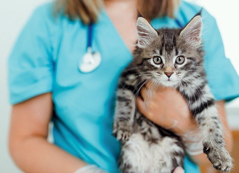 Should you invest in veterinary services provider CVS Group?