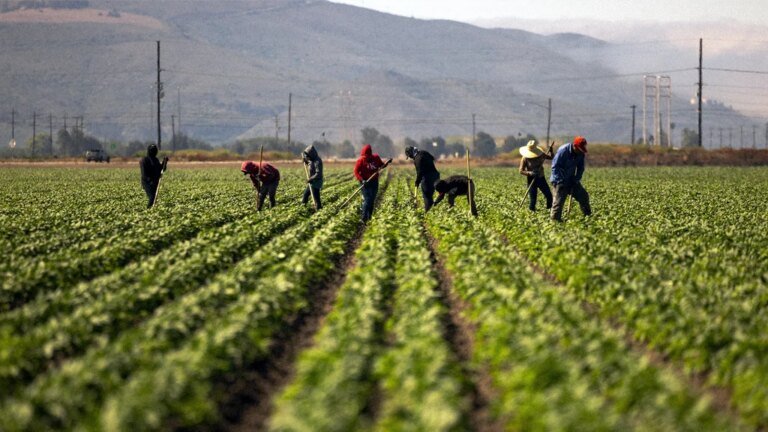 Farmworkers across 22 states will get free access to electrolytes to combat dangerous heat stress