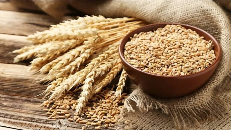 India Lifts Wheat Export Ban After 4 Years: Wheat, Maida, Semolina Exports Now Allowed; Check Impact on Prices, Farmers