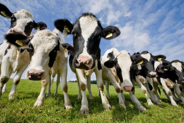 Cattle Fall Back as Another Border Opening Announced