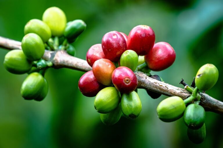 Coffee Prices Retreat on Ideal Growing Weather in Brazil and Vietnam