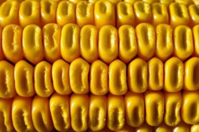 Corn Faces Pressure on Thursday