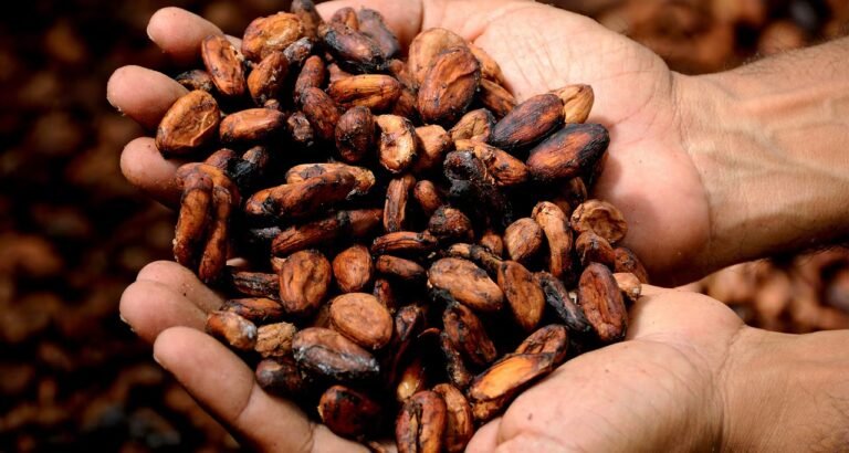 Cocoa Prices Pressured by Ample Ivory Coast Cocoa Supplies