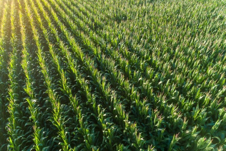 Corn Holds onto Monday Losses, but Pulls Off Early Lows