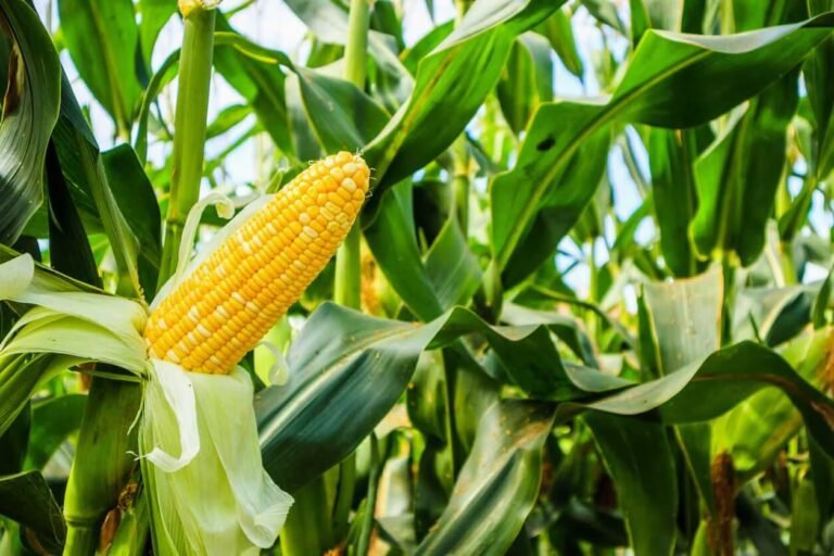 Corn Pulling Back on Wednesday