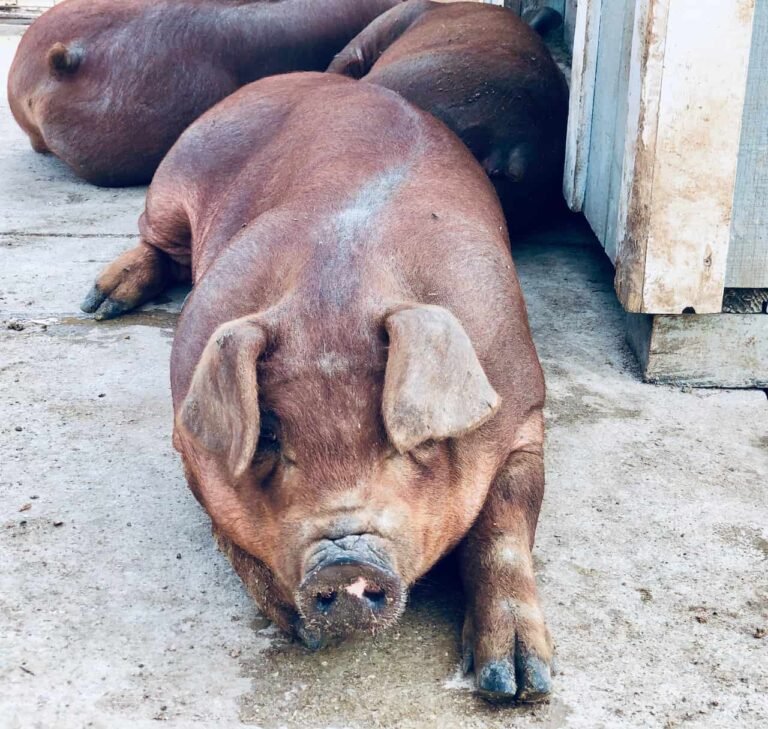 Vietnamese National Charged With Laundering Funds From Crypto Pig Butchering Scam