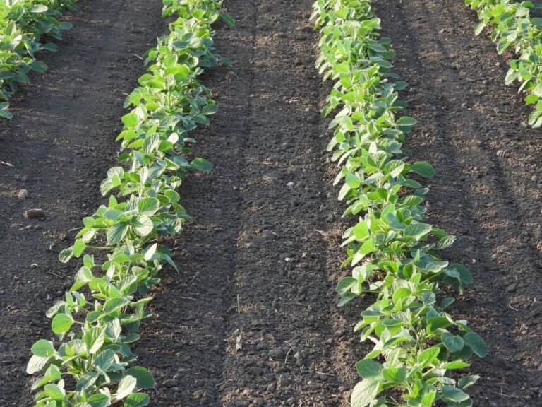 Soybeans Rally on Monday Ahead of US/China Meeting This Week