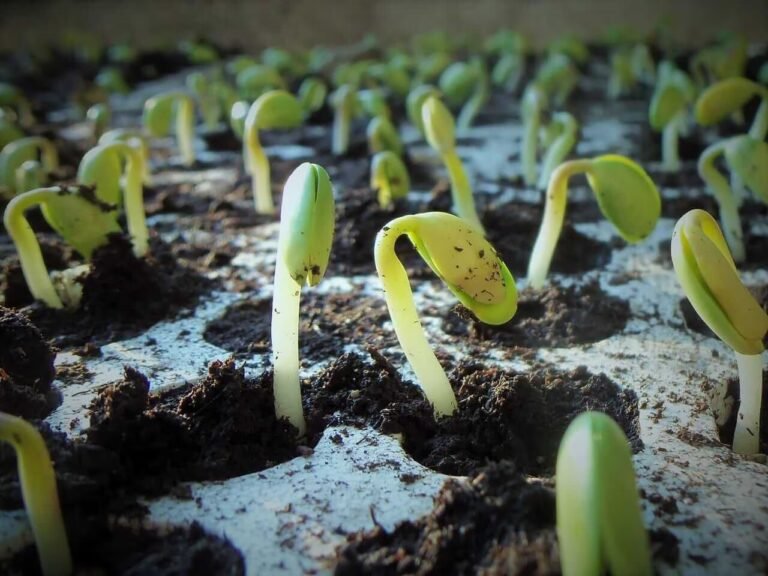 Soybeans Rally Off Early Lows as Traders Eye Monday Trade Announcement