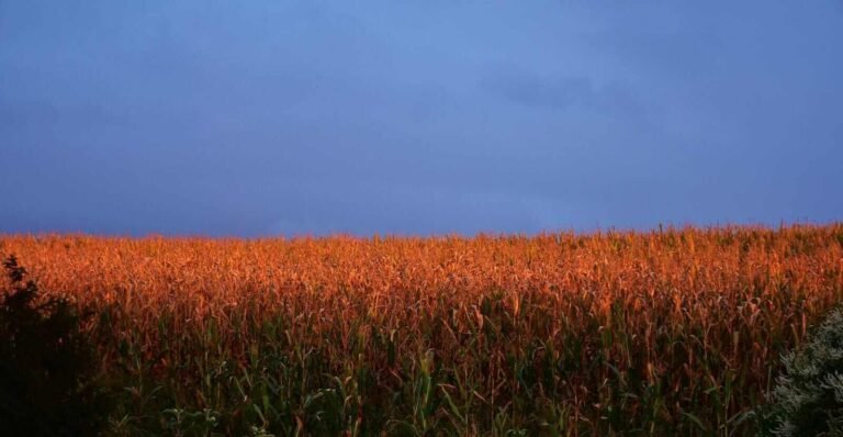 Corn Getting a Bounce Ahead of USDA Report Day