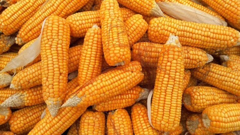 Corn Rallies off Early Lows on Friday with Trade Details to Come Monday