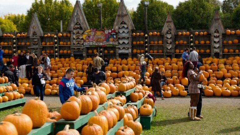 74-year-old’s pumpkin farm brings in $2 million annually—in only 7 weeks