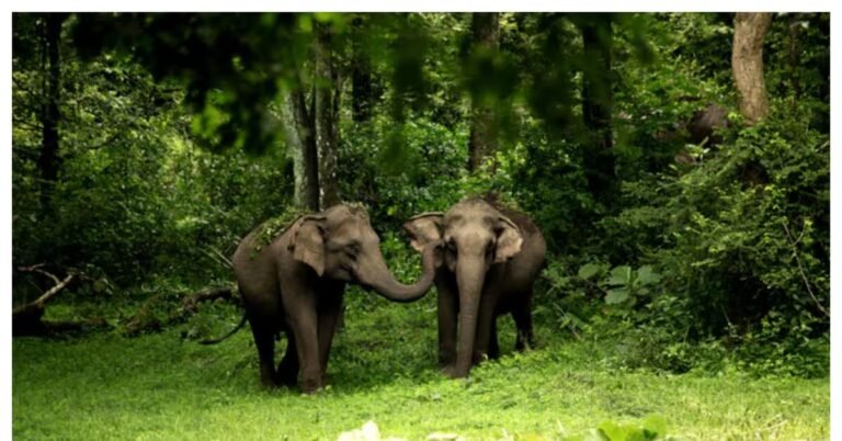 Pilgrimage, wildlife: India’s tourism wave is creating new real estate bets | Personal Finance