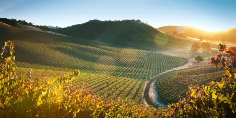 My Favorite California Hidden Gem Has Great Wine Without Napa Prices