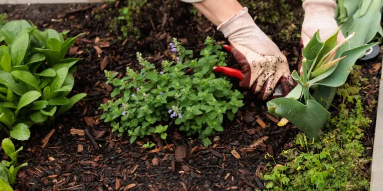 AI, Robots, and Jobs: Why Gardeners May Still Be Safe