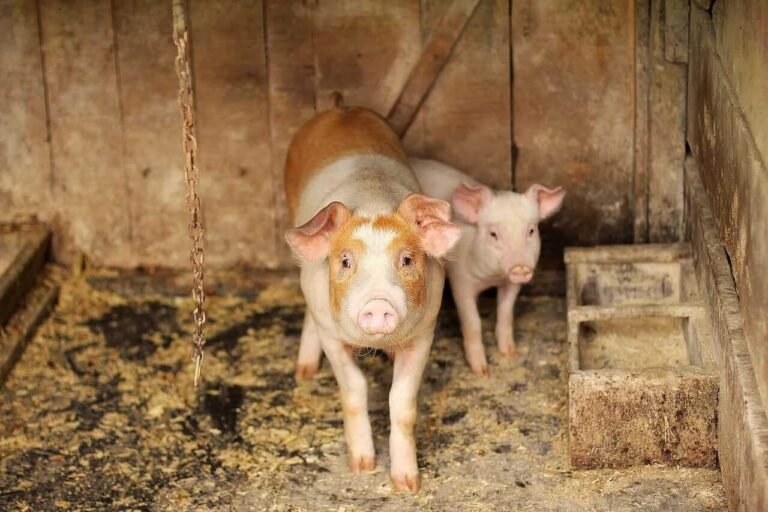 Hogs Post Mixed Tuesday Trade