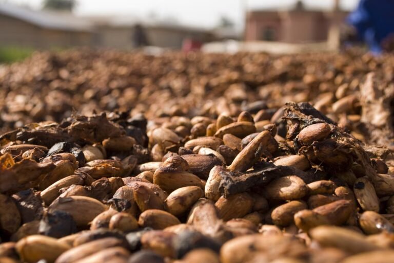 Cocoa Prices Fall as ICE Cocoa Inventories Soar