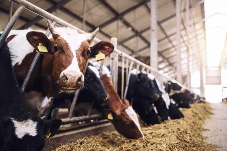 Cattle Rally on Tuesday | Nasdaq