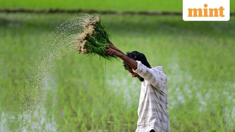 Madhya Pradesh CM Mohan Yadav releases  ₹318 crore for crop insurance; here's how farmers can check payment status