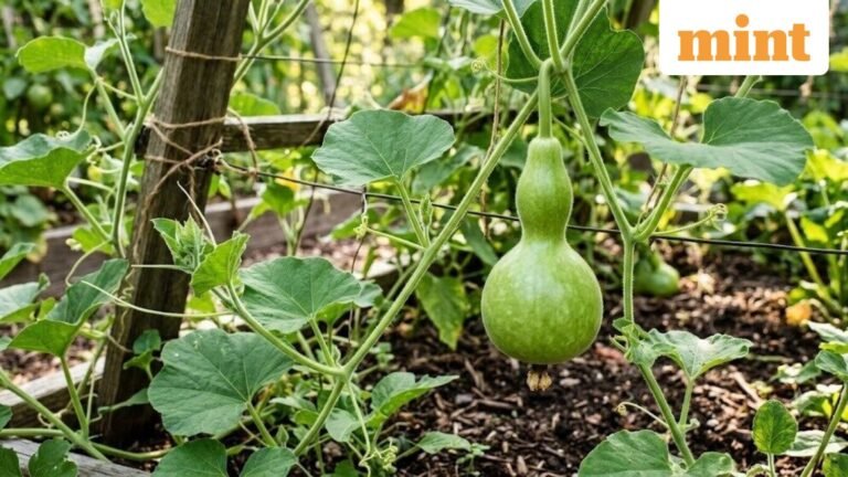 Export bonanza: How this Bengaluru farmer makes ₹50,000 a day by growing baby bottle gourds for Qatar market