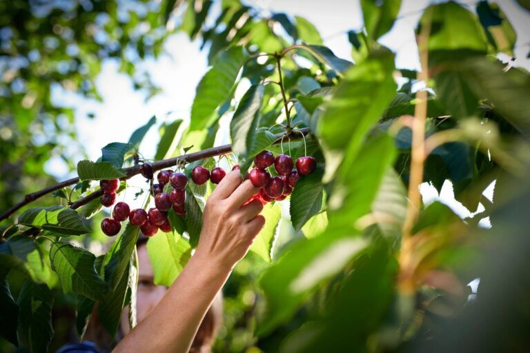 BIZD: It's Time For Cherry-Picking