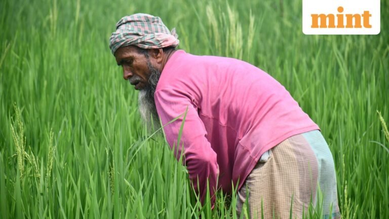 PM Kisan 24th instalment money payment tomorrow: How to check whether you received ₹2000 or not? Steps to check online