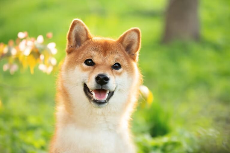 Dogecoin Is Finally Getting Serious About Offering Real Utility to Users. Here’s What That Could Mean for the Price of DOGE.